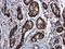 Vitamin D Receptor antibody, GTX104615, GeneTex, Immunohistochemistry paraffin image 