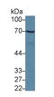 Apoptosis Antagonizing Transcription Factor antibody, LS-C707362, Lifespan Biosciences, Western Blot image 