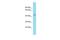 Family With Sequence Similarity 181 Member B antibody, PA5-71108, Invitrogen Antibodies, Western Blot image 