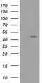 Taspase 1 antibody, MA5-25378, Invitrogen Antibodies, Western Blot image 