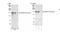 E3 ubiquitin-protein ligase TRIM33 antibody, NB100-57496, Novus Biologicals, Western Blot image 