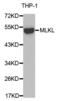 Mixed Lineage Kinase Domain Like Pseudokinase antibody, abx004271, Abbexa, Western Blot image 