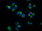 Tetraspanin 18 antibody, LS-C682334, Lifespan Biosciences, Immunofluorescence image 