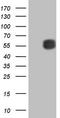 Matrix metalloproteinase-3 antibody, CF806979, Origene, Western Blot image 