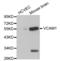 Vascular Cell Adhesion Molecule 1 antibody, abx000664, Abbexa, Western Blot image 