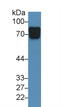 Vasorin antibody, LS-C373523, Lifespan Biosciences, Western Blot image 