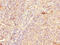 CD300a Molecule antibody, LS-C675487, Lifespan Biosciences, Immunohistochemistry paraffin image 