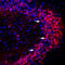 Protein Interacting With PRKCA 1 antibody, GTX54853, GeneTex, Immunohistochemistry frozen image 