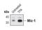 Growth Differentiation Factor 15 antibody, PA5-17065, Invitrogen Antibodies, Western Blot image 