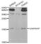 GABA Type A Receptor-Associated Protein antibody, abx004293, Abbexa, Western Blot image 