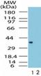 Formyl Peptide Receptor 1 antibody, TA336365, Origene, Western Blot image 