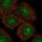 Neurotrophic Receptor Tyrosine Kinase 3 antibody, HPA027484, Atlas Antibodies, Immunofluorescence image 