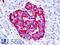 G Protein-Coupled Estrogen Receptor 1 antibody, LS-A1183, Lifespan Biosciences, Immunohistochemistry frozen image 