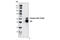 Checkpoint Kinase 2 antibody, 2197T, Cell Signaling Technology, Immunoprecipitation image 
