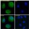 Zinc Finger E-Box Binding Homeobox 1 antibody, 46-932, ProSci, Western Blot image 