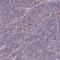 Fc Fragment Of IgE Receptor Ia antibody, HPA036051, Atlas Antibodies, Immunohistochemistry paraffin image 