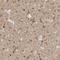 Transmembrane Protein 242 antibody, NBP1-88580, Novus Biologicals, Immunohistochemistry frozen image 