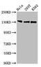 Regulatory Factor X1 antibody, CSB-PA019610LA01HU, Cusabio, Western Blot image 