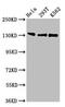 MHC class II regulatory factor RFX1 antibody, CSB-PA019610LA01HU, Cusabio, Western Blot image 