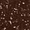 Synaptosome Associated Protein 25 antibody, NBP1-88769, Novus Biologicals, Immunohistochemistry frozen image 