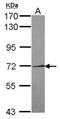 NIMA Related Kinase 11 antibody, NBP2-19509, Novus Biologicals, Western Blot image 