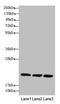 Receptor Accessory Protein 5 antibody, LS-C676381, Lifespan Biosciences, Western Blot image 