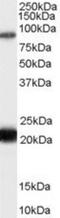 RAS Protein Activator Like 1 antibody, NB100-55388, Novus Biologicals, Western Blot image 