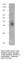 Absent In Melanoma 2 antibody, AIM2-FITC, FabGennix, Western Blot image 