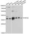 Phosphoribosyl Pyrophosphate Synthetase 2 antibody, LS-C747736, Lifespan Biosciences, Western Blot image 