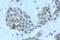 YY1 Transcription Factor antibody, PA5-19730, Invitrogen Antibodies, Immunohistochemistry frozen image 