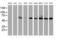 Cytochrome P450 2B6 antibody, MA5-25882, Invitrogen Antibodies, Western Blot image 
