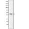 Ubiquitin Specific Peptidase 18 antibody, abx219273, Abbexa, Western Blot image 