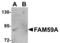 GRB2 Associated Regulator Of MAPK1 Subtype 1 antibody, TA306871, Origene, Western Blot image 