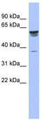 Tripartite Motif Containing 4 antibody, TA337950, Origene, Western Blot image 