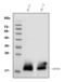 CD59 Molecule (CD59 Blood Group) antibody, RP1076, Boster Biological Technology, Western Blot image 