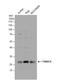 Thioredoxin Domain Containing 9 antibody, NBP2-20765, Novus Biologicals, Western Blot image 