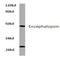 Opsin 3 antibody, AP01327PU-N, Origene, Western Blot image 