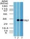 Sphingosine-1-Phosphate Receptor 3 antibody, PA5-23225, Invitrogen Antibodies, Western Blot image 