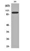 BCL2 Associated Transcription Factor 1 antibody, orb160158, Biorbyt, Western Blot image 