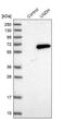 UDP-glucose 6-dehydrogenase antibody, PA5-57754, Invitrogen Antibodies, Western Blot image 