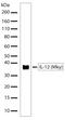 Interleukin 12A antibody, 710154, Invitrogen Antibodies, Western Blot image 