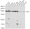 Uggt antibody, GTX66459, GeneTex, Western Blot image 