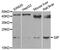 Gastric Inhibitory Polypeptide antibody, MBS129812, MyBioSource, Western Blot image 