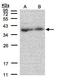 Mitochondrial Ribosomal Protein L3 antibody, LS-C185935, Lifespan Biosciences, Western Blot image 