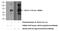 Jumonji Domain Containing 4 antibody, 21572-1-AP, Proteintech Group, Western Blot image 