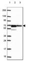 AMPK antibody, HPA064946, Atlas Antibodies, Western Blot image 