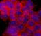 Ribosomal Protein S6 Kinase B1 antibody, MAB8964, R&D Systems, Immunocytochemistry image 