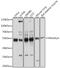 KAP2 antibody, GTX35228, GeneTex, Western Blot image 