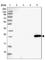 Mitochondrial Ribosome Associated GTPase 2 antibody, HPA047379, Atlas Antibodies, Western Blot image 