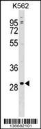 RNA Polymerase III Subunit G antibody, 58-852, ProSci, Western Blot image 